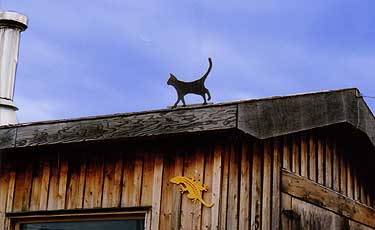 Katze auf dem Dach